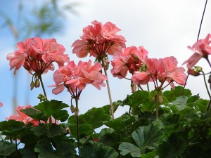 Pelargonija