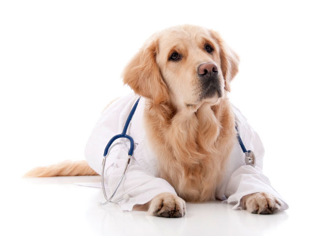 Veterinarijos paslaugos